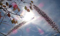 Novembergedanken