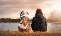 Mensch Hund Beziehung